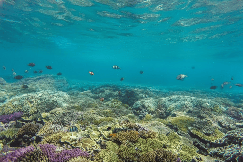 Trải nghiệm cuộc sống dưới l&ograve;ng đại dương với lặn ngắm san h&ocirc;.